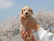 Kaninchen_Dachshund_2015