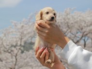 Kaninchen_Dachshund_2018