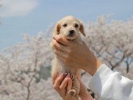 Kaninchen_Dachshund_2021