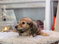 Kaninchen_Dachshund_2025