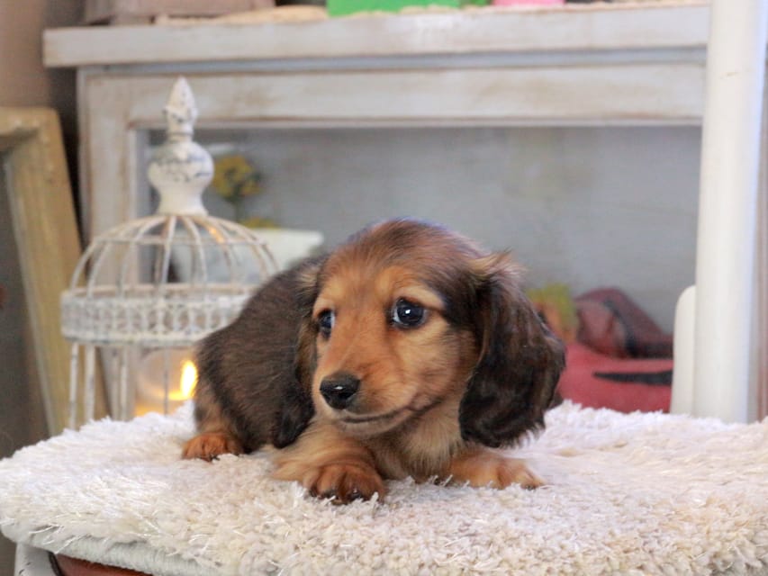 カニンヘンダックスフンド メーテル&グローリーの子犬 レッド 男の子