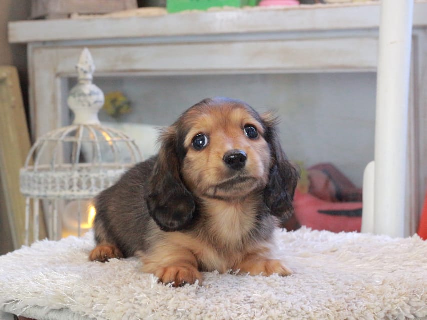 カニンヘンダックスフンド メーテル&グローリーの子犬 レッド 男の子