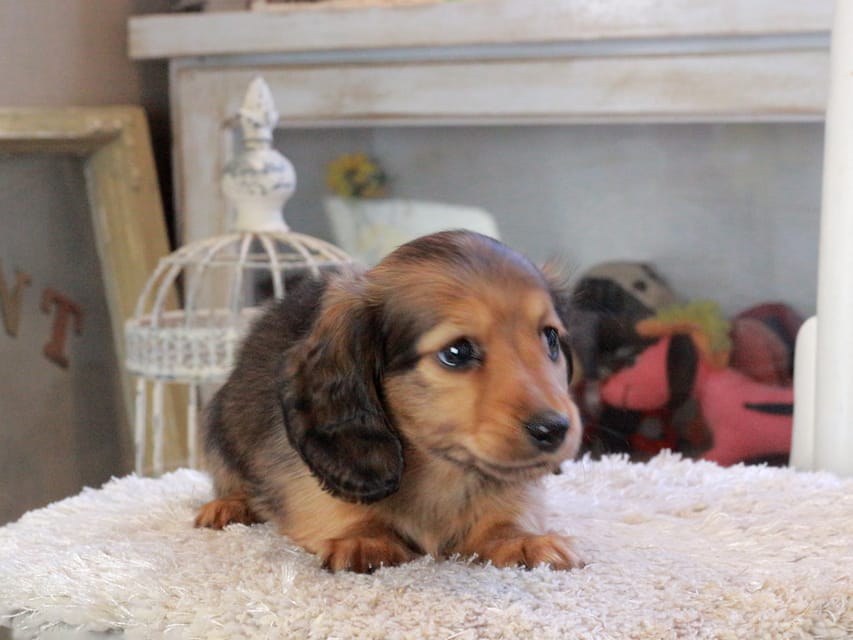 カニンヘンダックスフンド メーテル&グローリーの子犬 レッド 男の子