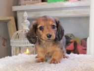 Kaninchen_Dachshund_2064 Kaninchen_Dachshund_2064