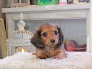Kaninchen_Dachshund_2069