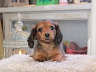 Kaninchen_Dachshund_2072
