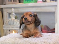Kaninchen_Dachshund_2073