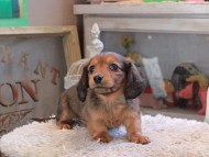Kaninchen_Dachshund_2084