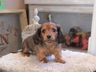 Kaninchen_Dachshund_2086 Kaninchen_Dachshund_2086