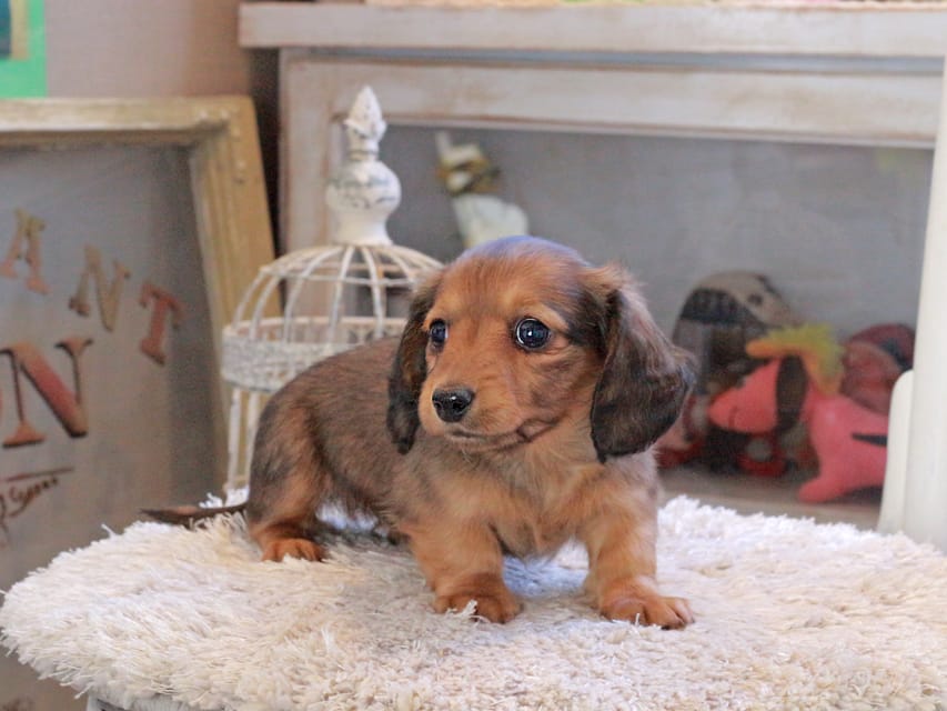 カニンヘンダックスフンド メーテル&グローリーの子犬 レッド 女の子