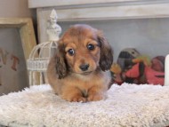 Kaninchen_Dachshund_2106 Kaninchen_Dachshund_2106
