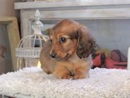 Kaninchen_Dachshund_2109 Kaninchen_Dachshund_2109