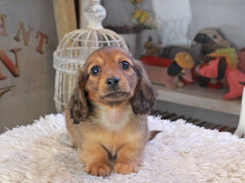 カニンヘンダックスフンド U2&スカッシュの子犬 レッド 男の子