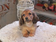 Kaninchen_Dachshund_2119 Kaninchen_Dachshund_2119