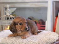 Kaninchen_Dachshund_2127