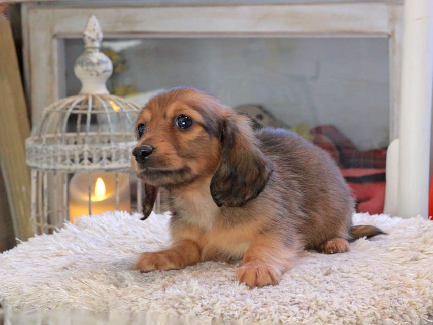 カニンヘンダックスフンド U2&スカッシュの子犬 レッド 男の子