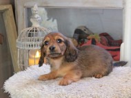 Kaninchen_Dachshund_2143