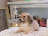 Kaninchen_Dachshund_2147