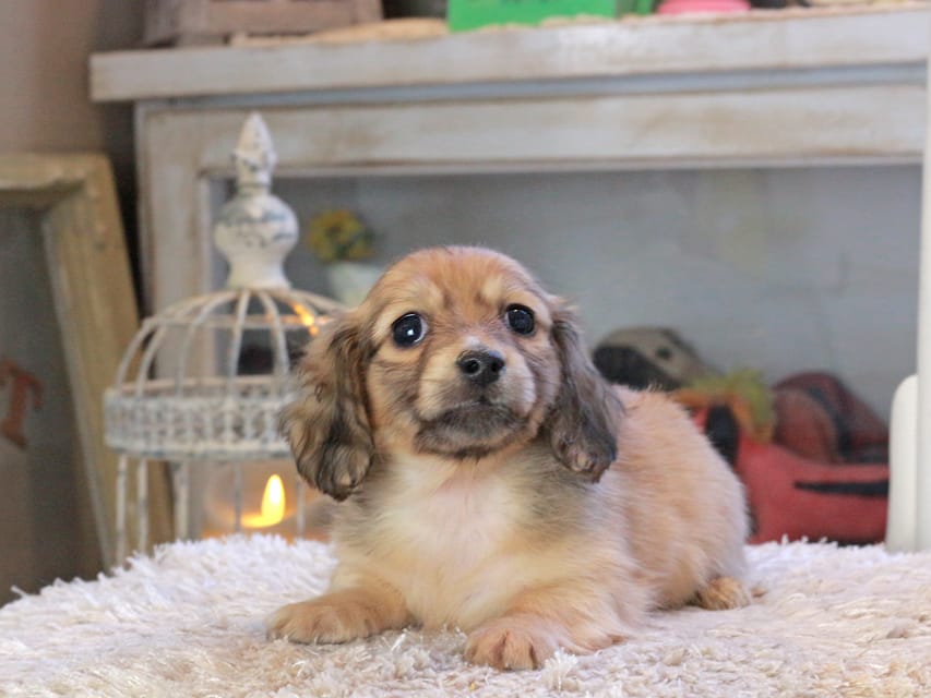 カニンヘンダックスフンド U2&スカッシュの子犬 イエロー（クリーム） 男の子