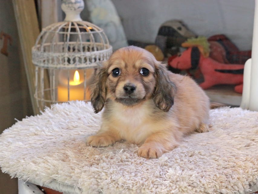 カニンヘンダックスフンド U2&スカッシュの子犬 イエロー（クリーム） 男の子