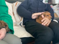 Kaninchen_Dachshund_2182