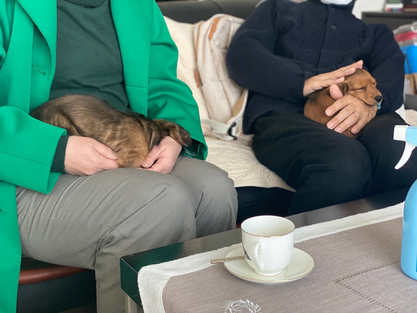 ダックスフンド 子犬ご見学会 ㏌ 東京Kaninchen_Dachshund_2183 ダックスフンド 子犬ご見学会 ㏌ 東京