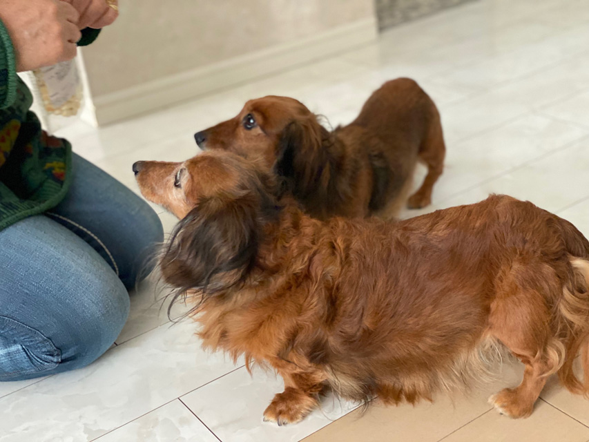 ダックスフンド 子犬ご見学会 ㏌ 東京Kaninchen_Dachshund_2185 ダックスフンド 子犬ご見学会 ㏌ 東京