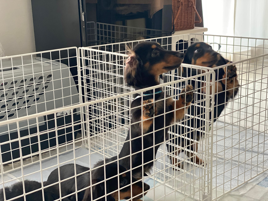 ダックスフンド 子犬ご見学会 ㏌ 東京Kaninchen_Dachshund_2187 ダックスフンド 子犬ご見学会 ㏌ 東京