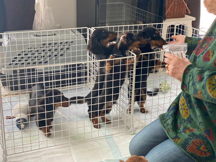 ダックスフンド 子犬ご見学会 ㏌ 東京Kaninchen_Dachshund_2188 ダックスフンド 子犬ご見学会 ㏌ 東京