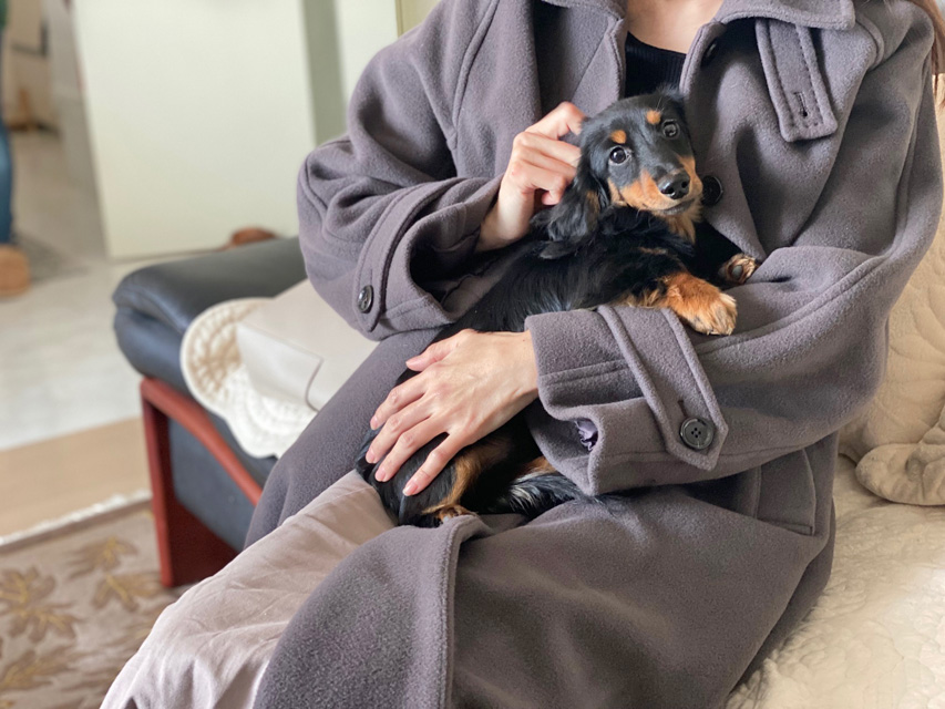 ダックスフンド 子犬ご見学会 ㏌ 東京Kaninchen_Dachshund_2190 ダックスフンド 子犬ご見学会 ㏌ 東京