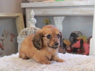 Kaninchen_Dachshund_2217