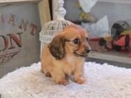 Kaninchen_Dachshund_2239 Kaninchen_Dachshund_2239