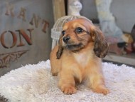 Kaninchen_Dachshund_2243