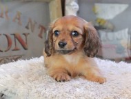Kaninchen_Dachshund_2261