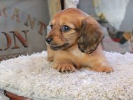 U2&スカッシュの子犬 レッド 女の子