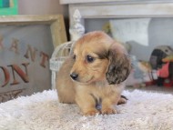 Kaninchen_Dachshund_2273