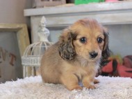 Kaninchen_Dachshund_2275