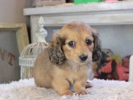 Kaninchen_Dachshund_2277