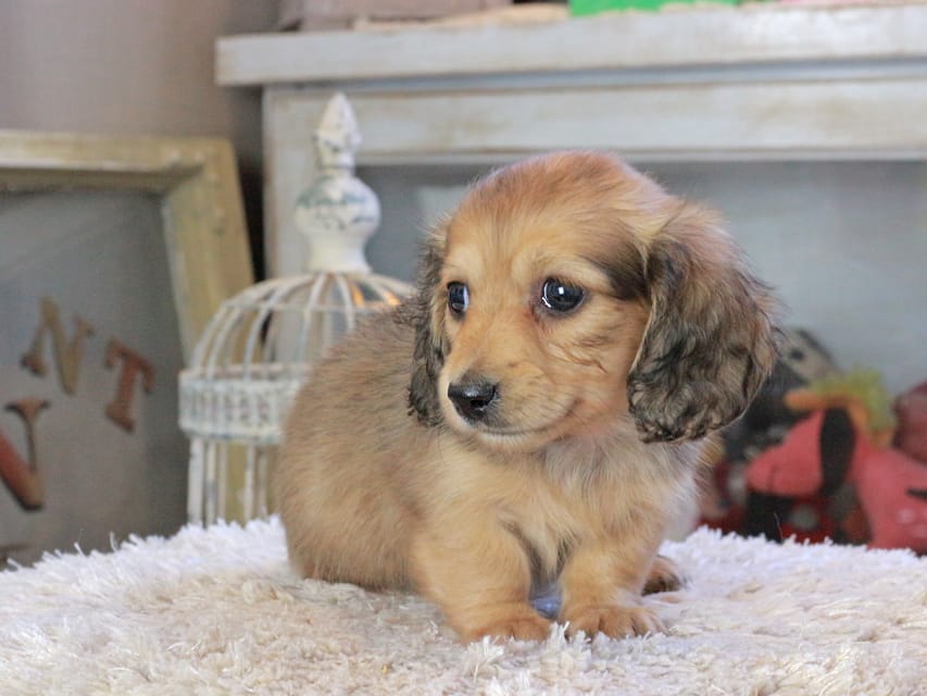 カニンヘンダックスフンド U2&スカッシュの子犬 イエロー(クリーム) 女の子Kaninchen_Dachshund_2284 カニンヘンダックスフンド U2&スカッシュの子犬 イエロー(クリーム) 女の子