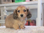 Kaninchen_Dachshund_2287