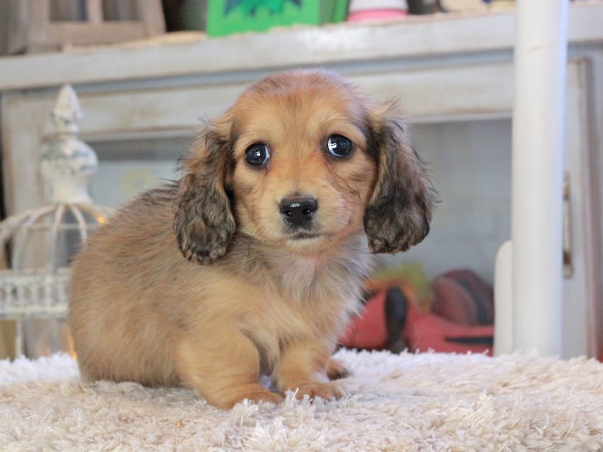 カニンヘンダックスフンド U2&スカッシュの子犬 イエロー(クリーム) 女の子Kaninchen_Dachshund_2287 カニンヘンダックスフンド U2&スカッシュの子犬 イエロー(クリーム) 女の子