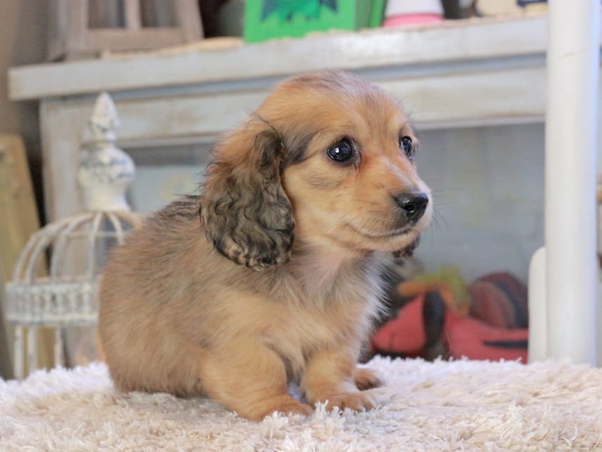 カニンヘンダックスフンド U2&スカッシュの子犬 イエロー(クリーム) 女の子Kaninchen_Dachshund_2291 カニンヘンダックスフンド U2&スカッシュの子犬 イエロー(クリーム) 女の子