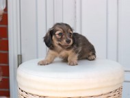 Kaninchen_Dachshund_2433