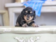 Kaninchen_Dachshund_2434 Kaninchen_Dachshund_2434