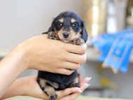 Kaninchen_Dachshund_2438