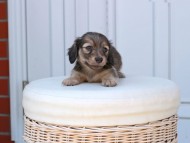 Kaninchen_Dachshund_2444