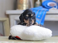 Kaninchen_Dachshund_2448 Kaninchen_Dachshund_2448