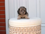 Kaninchen_Dachshund_2452