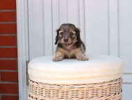 Kaninchen_Dachshund_2455