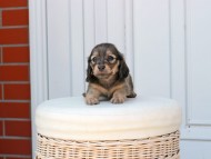 Kaninchen_Dachshund_2470